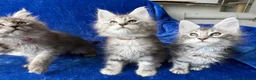 Maine Coon cats for sale: Maine coon kittens registered with GCCF - Advert 33