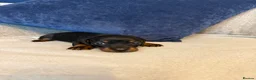 Miniature Dachshund dogs for sale: Beautiful Miniature Dachshund Puppies - Advert 30