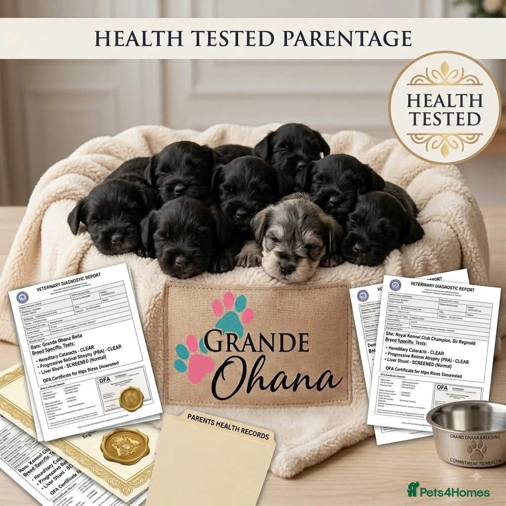 Miniature Schnauzer dogs Last Mini Schnauzer - Advert 2