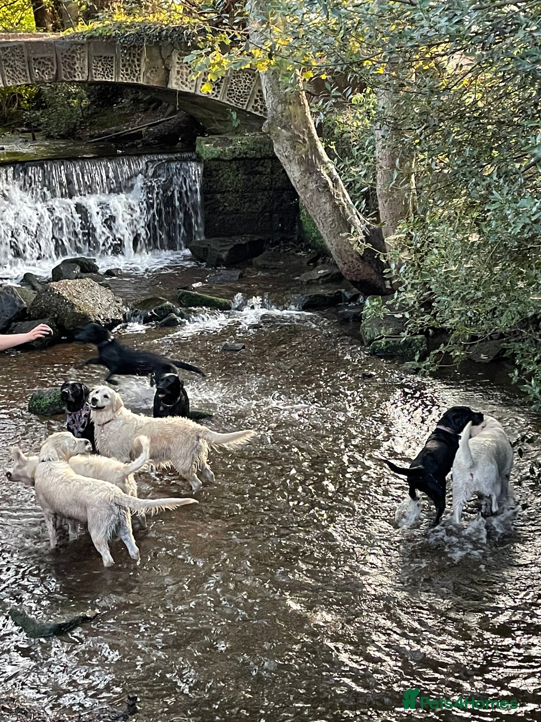 Golden Retriever dogs for sale: Perfectly Awesome Golden Retrievers  - Advert 15