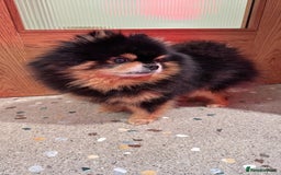 Pomeranian dogs for stud: Pomeranian for Stud - Advert 5