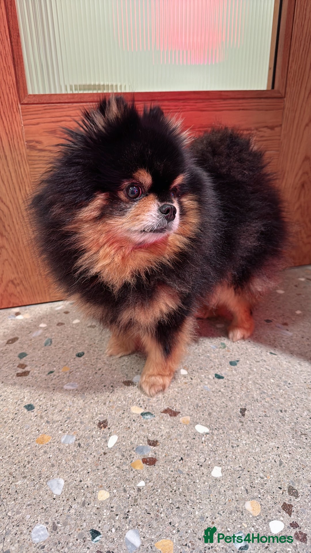 Pomeranian dogs for stud: Pomeranian for Stud - Advert 5