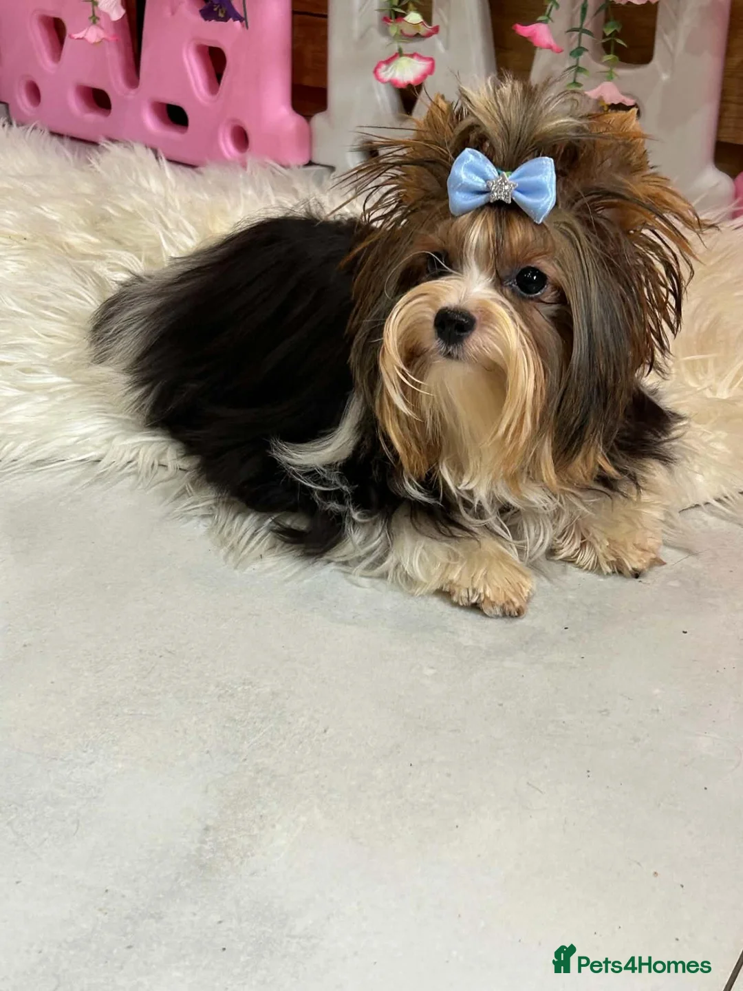 Yorkshire Terrier dogs for sale: Absolutely gorgeous tiny Yorkshire Terrier girl  - Advert 1