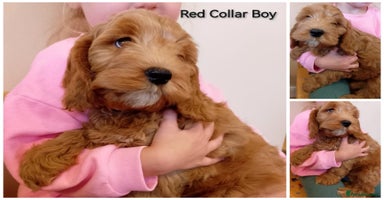 Cockapoo dogs - Advert 11