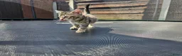 Mixed Breed cats for sale: Mixed kitten litter in Warrington - Advert 14
