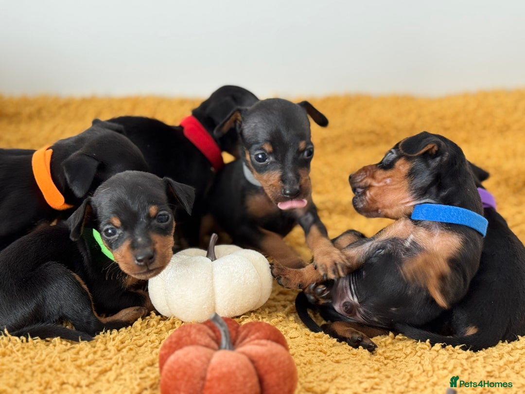 Miniature Pinscher dogs for sale: Miniature Pincher Puppies  - Image 10