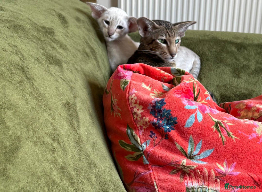 Oriental cats for sale: Chocolate Tabby male - Advert 2