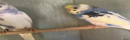 Budgerigars birds for sale: Baby budgies for sale - Advert 6