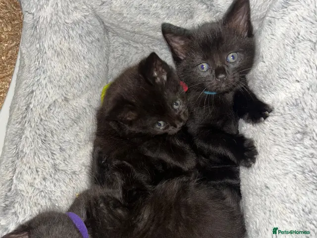 Maine Coon cats for sale: Maine coon mix kittens - Advert 11