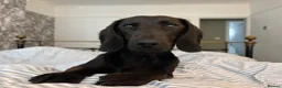 Mixed Breed dogs for sale: Dallas the cocker sausage cross  - Advert 4