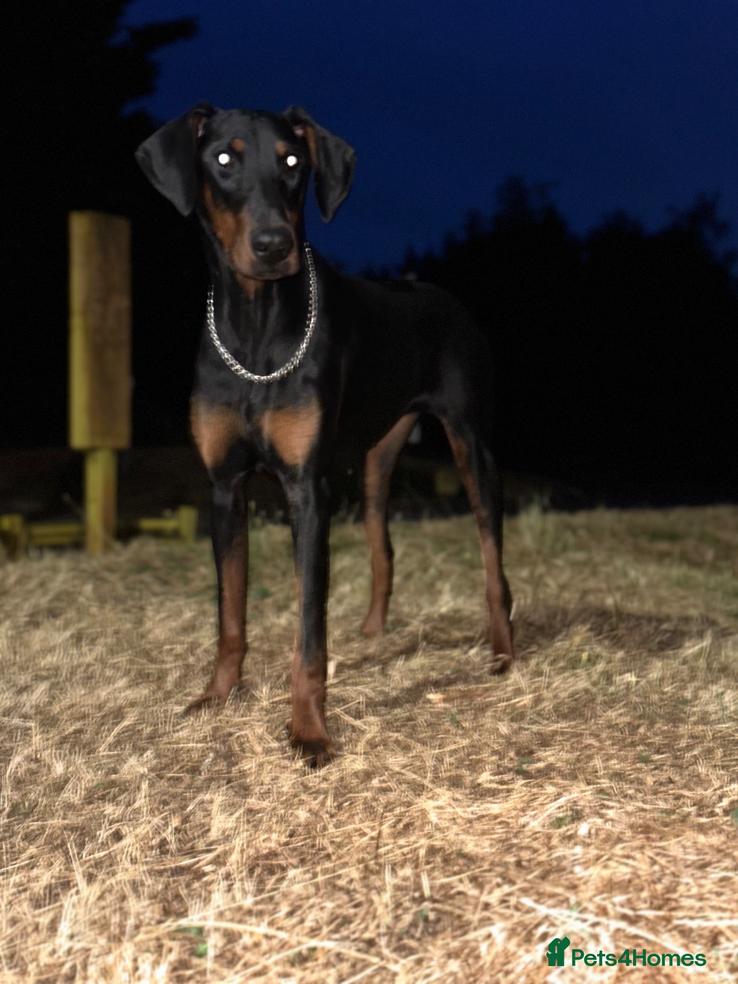 Dobermann dogs Female Doberman Puppy for Sale – 10 Months Old - Advert 1