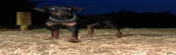 Dobermann dogs for sale: Female Doberman Puppy for Sale – 10 Months Old in Luton - Advert 1