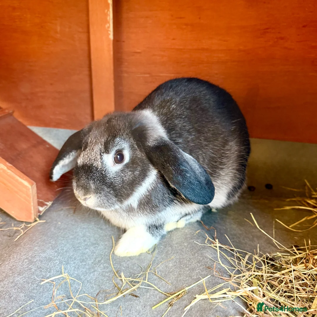 Mixed Breed rabbits for sale: Bonded Pair of Harlequin & Black Otter Lop Rabbits - Advert 4
