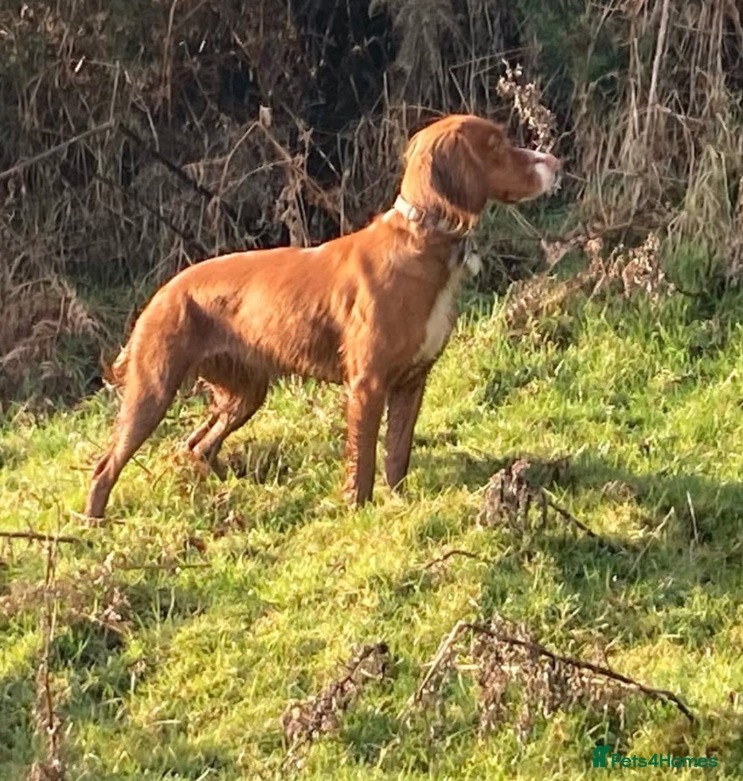 Sprocker dogs for sale: Sprockers For Sale  - Image 8