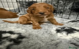 Cockapoo dogs for sale: Cockapoo puppies  - Image 5