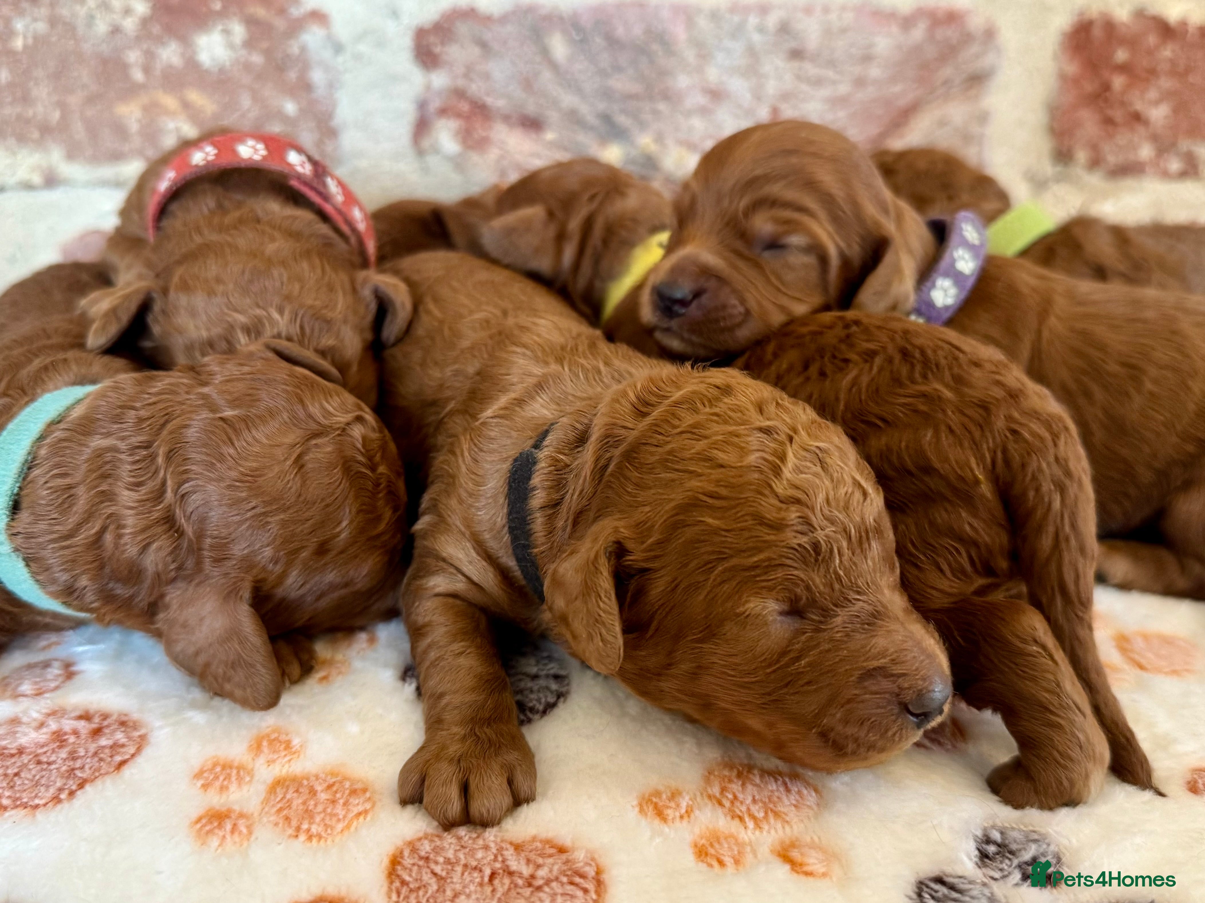 Cockapoo dogs F1b solid red cockapoos 🐾 - Advert 4