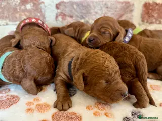 Cockapoo dogs F1b solid red cockapoos 🐾 - Advert 3