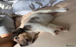Jack Russell dogs for sale: Jack russel pup for sale  - Image 9