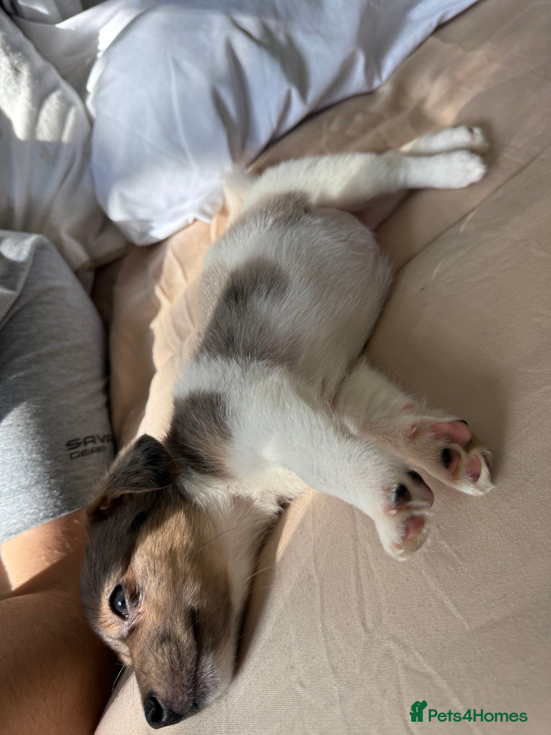 Jack Russell dogs for sale: Jack russel pup for sale  - Image 9