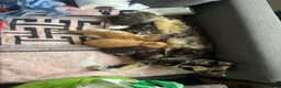 Domestic Shorthair cats for sale: One last girl kitten left  - Advert 1