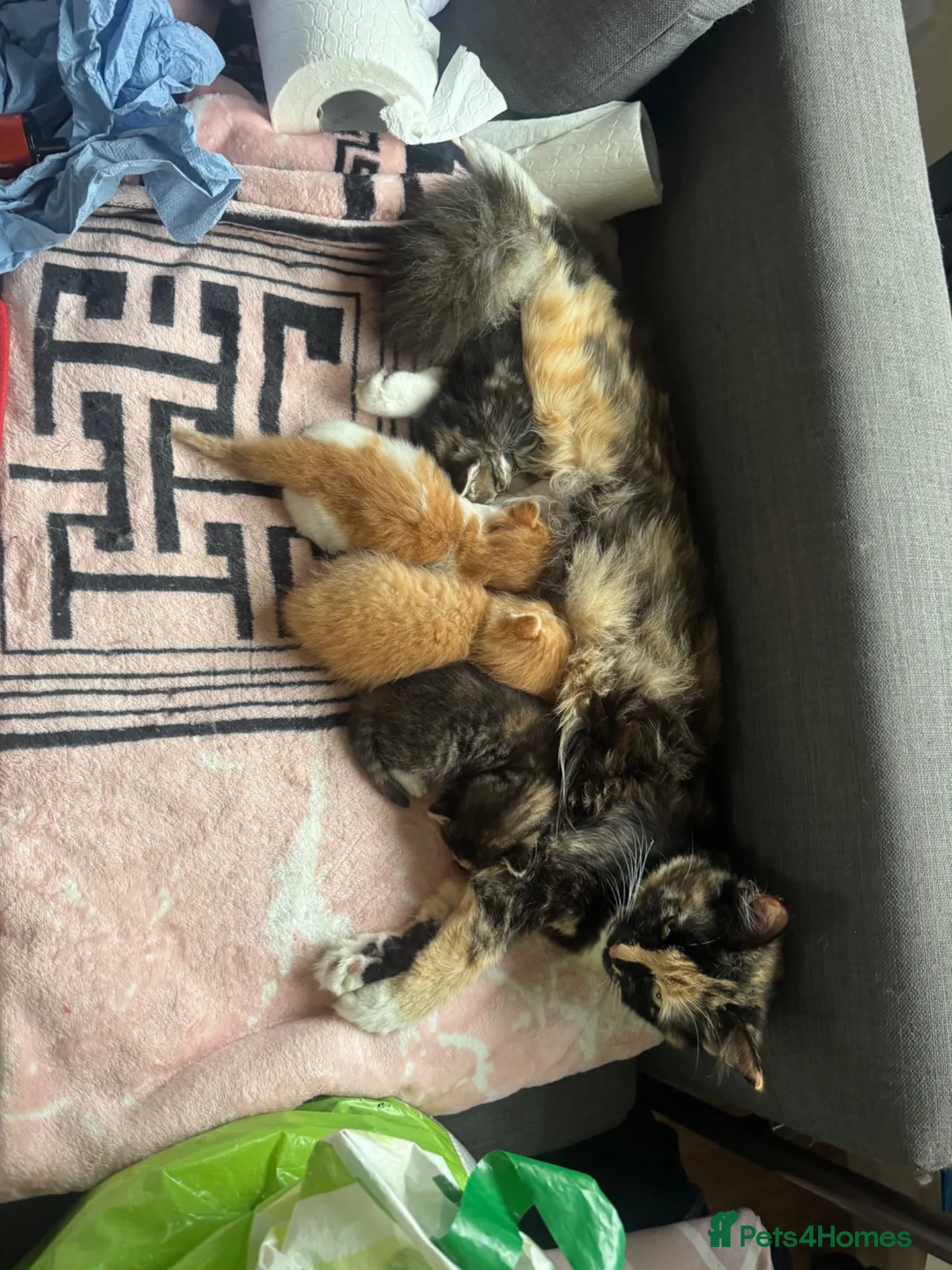 Domestic Shorthair cats for sale: One last girl kitten left  - Advert 1