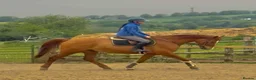 KWPN horses for sale: Floris - A true all round sweet heart  - Advert 6