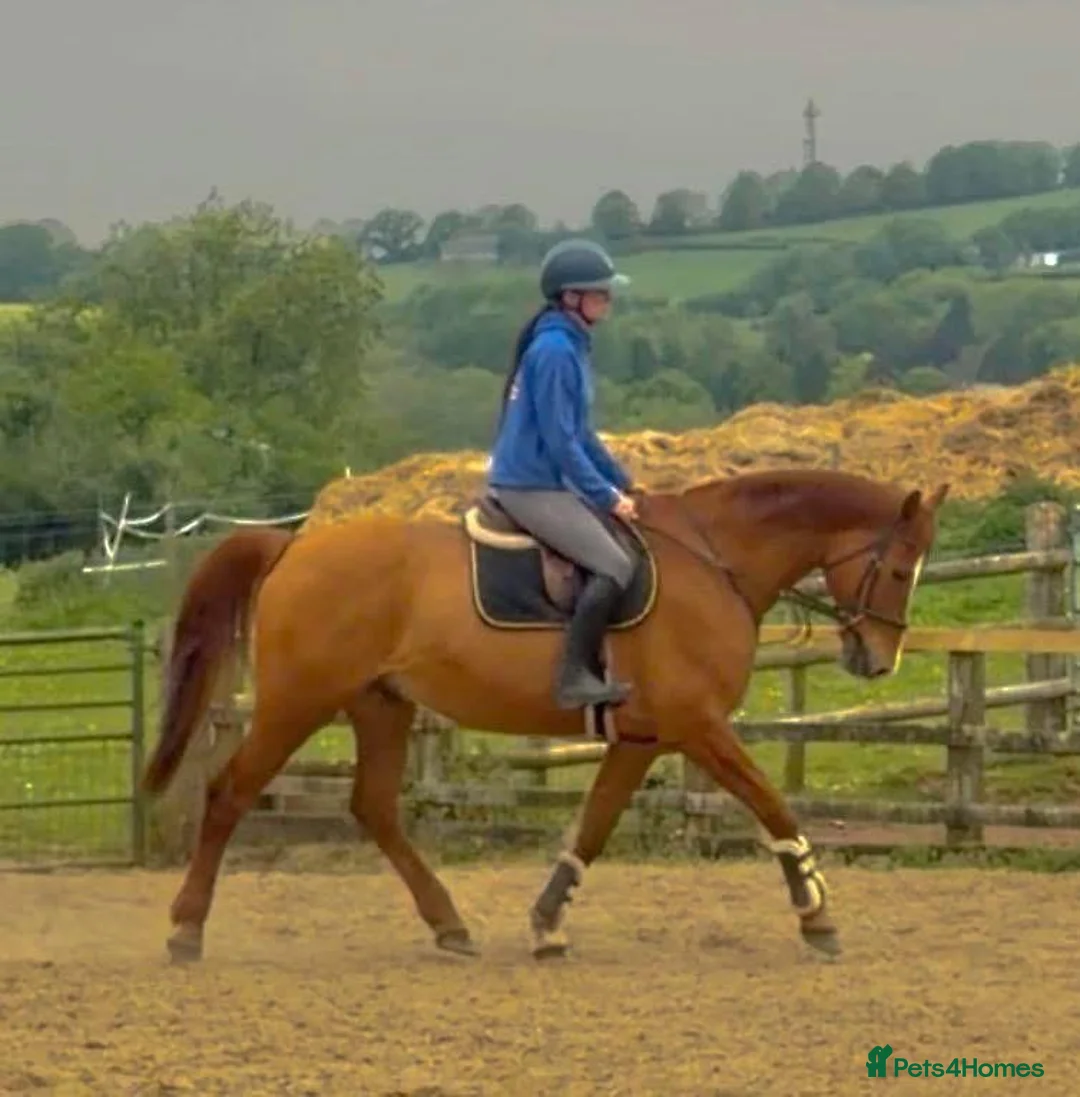 KWPN horses for sale: Floris - A true all round sweet heart  - Advert 6