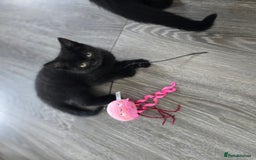 Mixed Breed cats for sale: BSH and Tuxedo Mix - Image 7