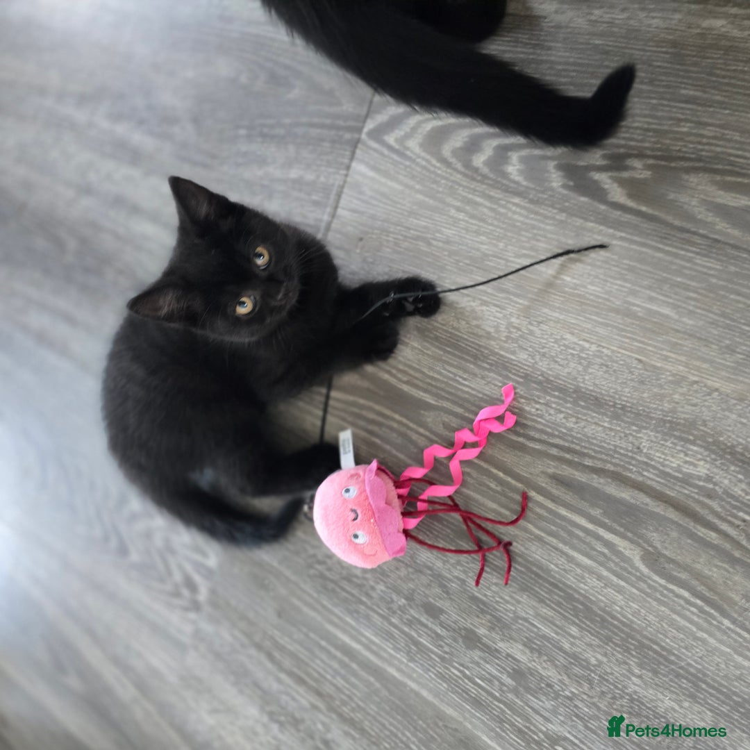 Mixed Breed cats for sale: BSH and Tuxedo Mix - Image 7