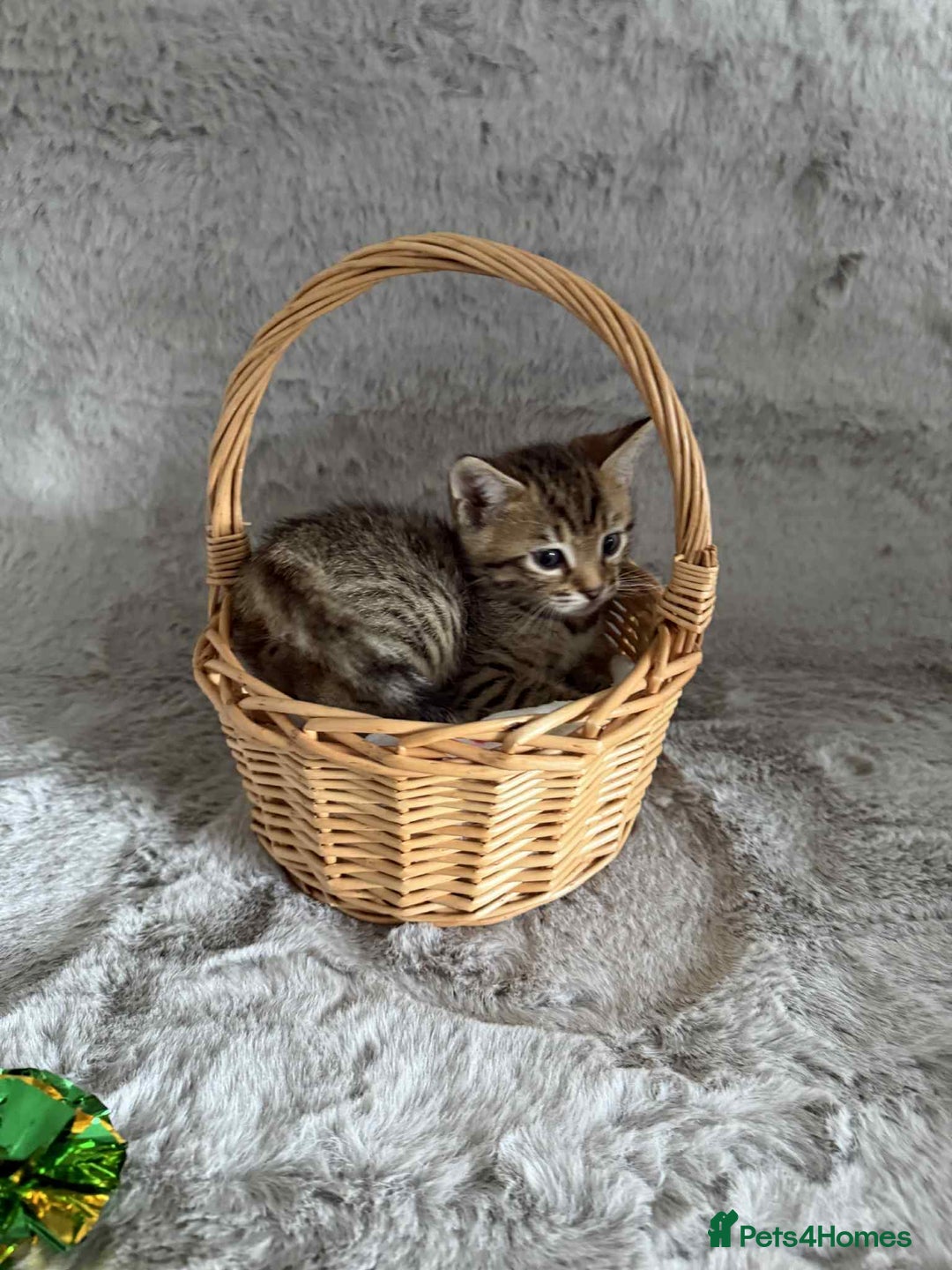 Bengal cats for sale: Stunning bengal kittens for sale to loving home - Image 18