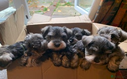 Miniature Schnauzer dogs for sale: Miniature Schnauzer pups - Image 2