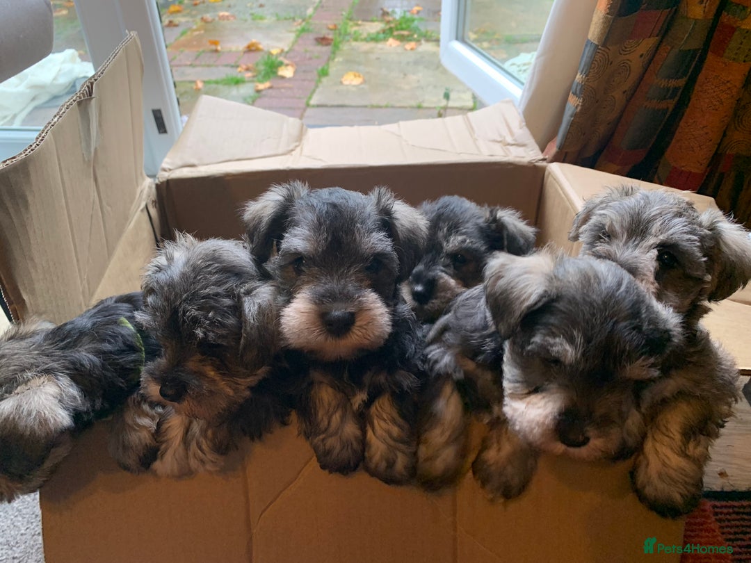 Miniature Schnauzer dogs for sale: Miniature Schnauzer pups - Image 2