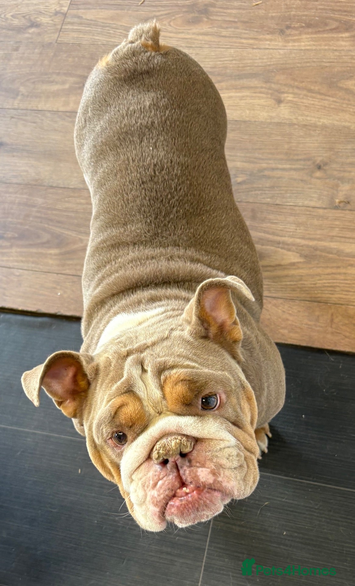 English Bull Terrier dogs Lovely 🥰 English bulldog for sale  - Advert 1