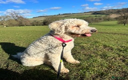 Goldendoodle dogs for sale: Beautiful Goldendoodle - Image 3