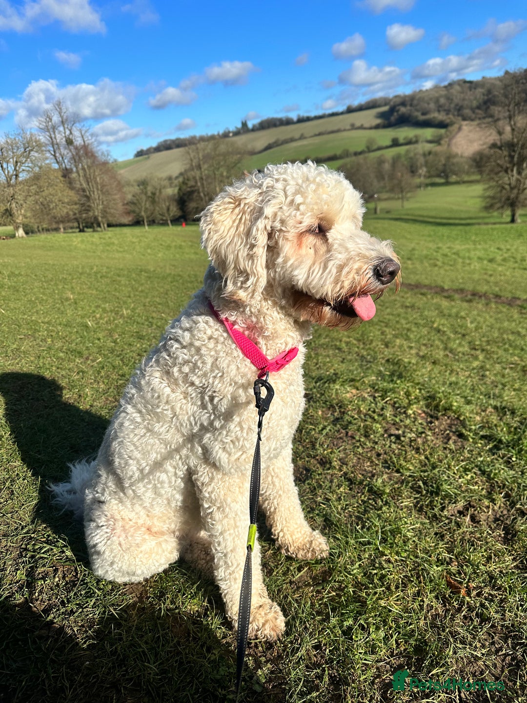 Goldendoodle dogs for sale: Beautiful Goldendoodle - Image 3
