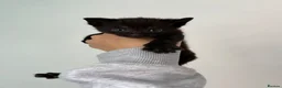Mixed Breed cats for sale: 2 beautiful kittens for sale in Worksop - Advert 7