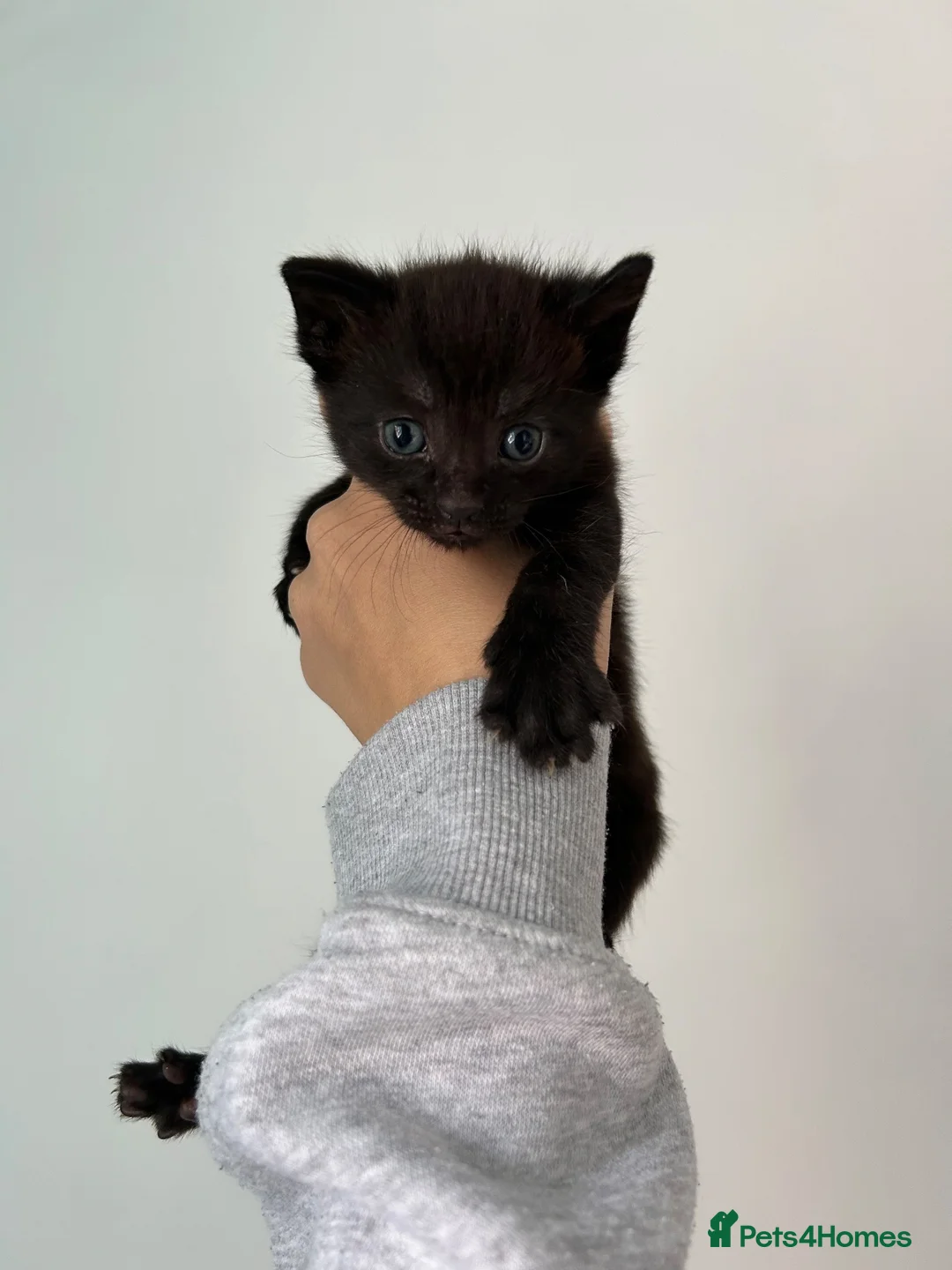 Mixed Breed cats for sale: 2 beautiful kittens for sale in Worksop - Advert 7