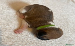 Whippet dogs for sale: 6 Stunning KC Pedigree Whippet Puppies - Image 15