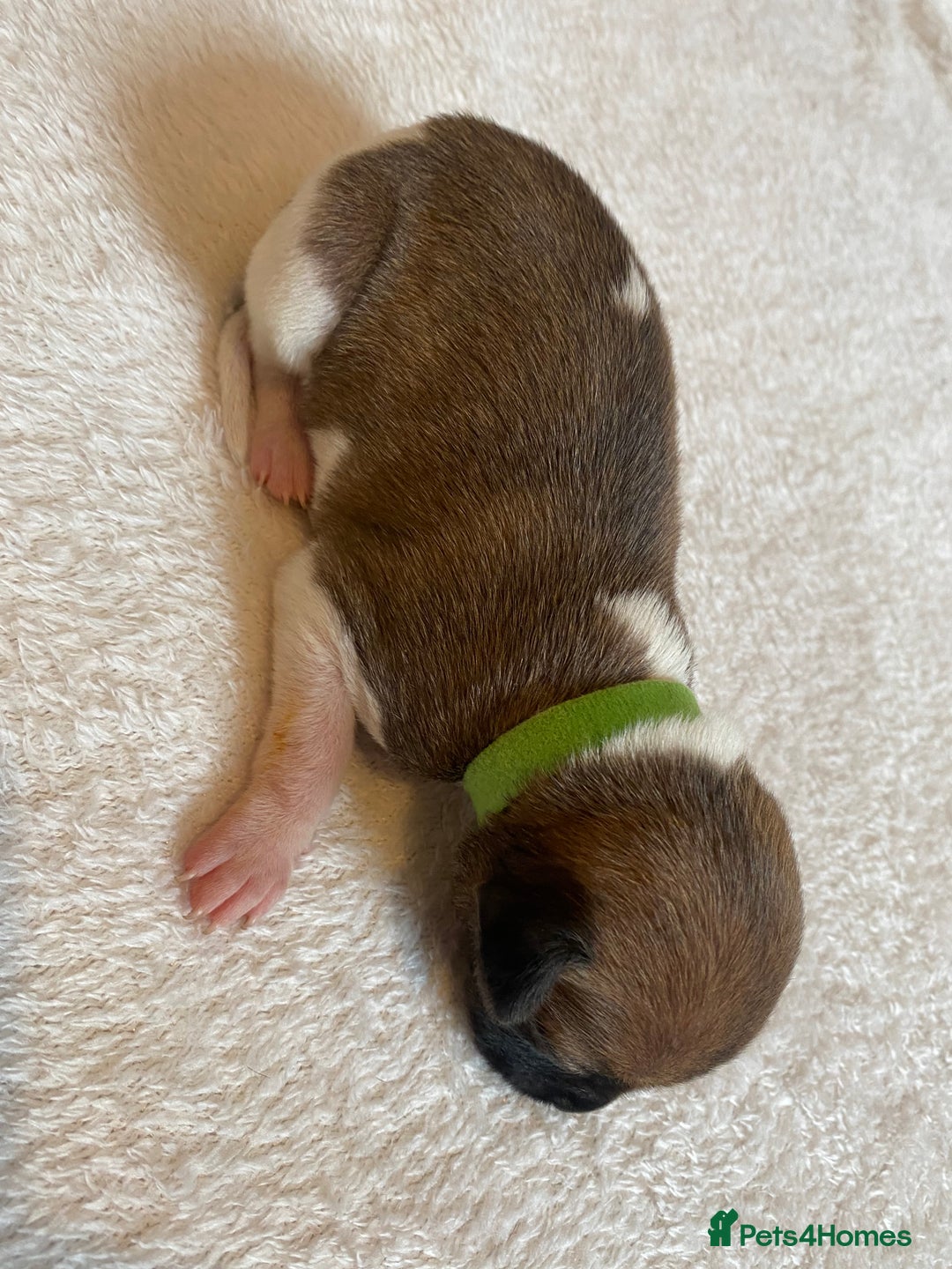 Whippet dogs for sale: 6 Stunning KC Pedigree Whippet Puppies - Image 15