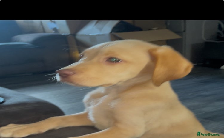 Labrador Retriever dogs - Advert 10