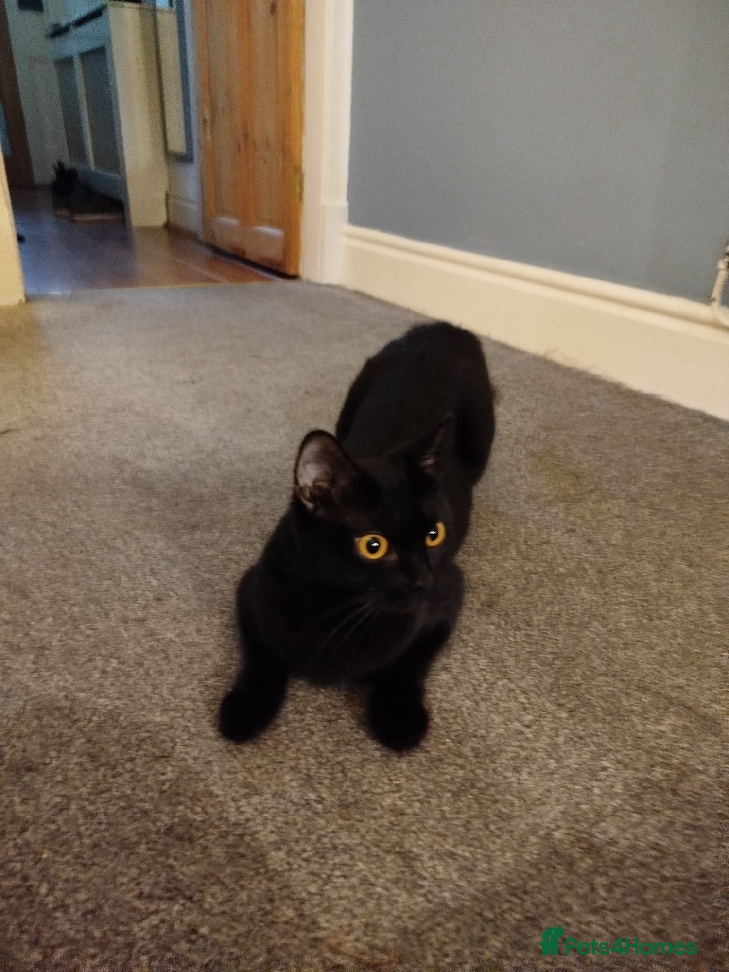 Mixed Breed cats 5 kittens for sale - Advert 7