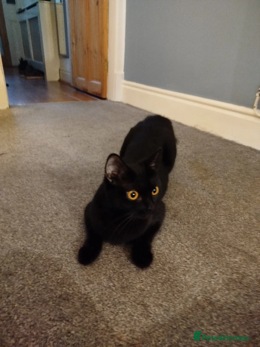 Mixed Breed cats for sale: 5 kittens for sale - Advert 1