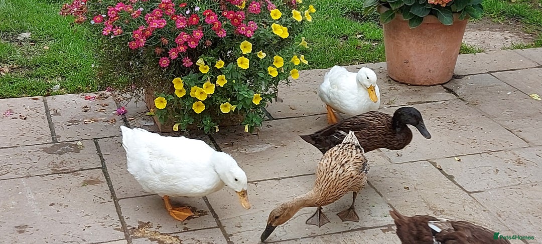 Ducks poultry for sale: 2 Cherry Valley and 2 Indian Runner Ducks - Image 7