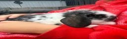 Mini Lop rabbits for sale: 4 adorable mini lops for sale  - Advert 9
