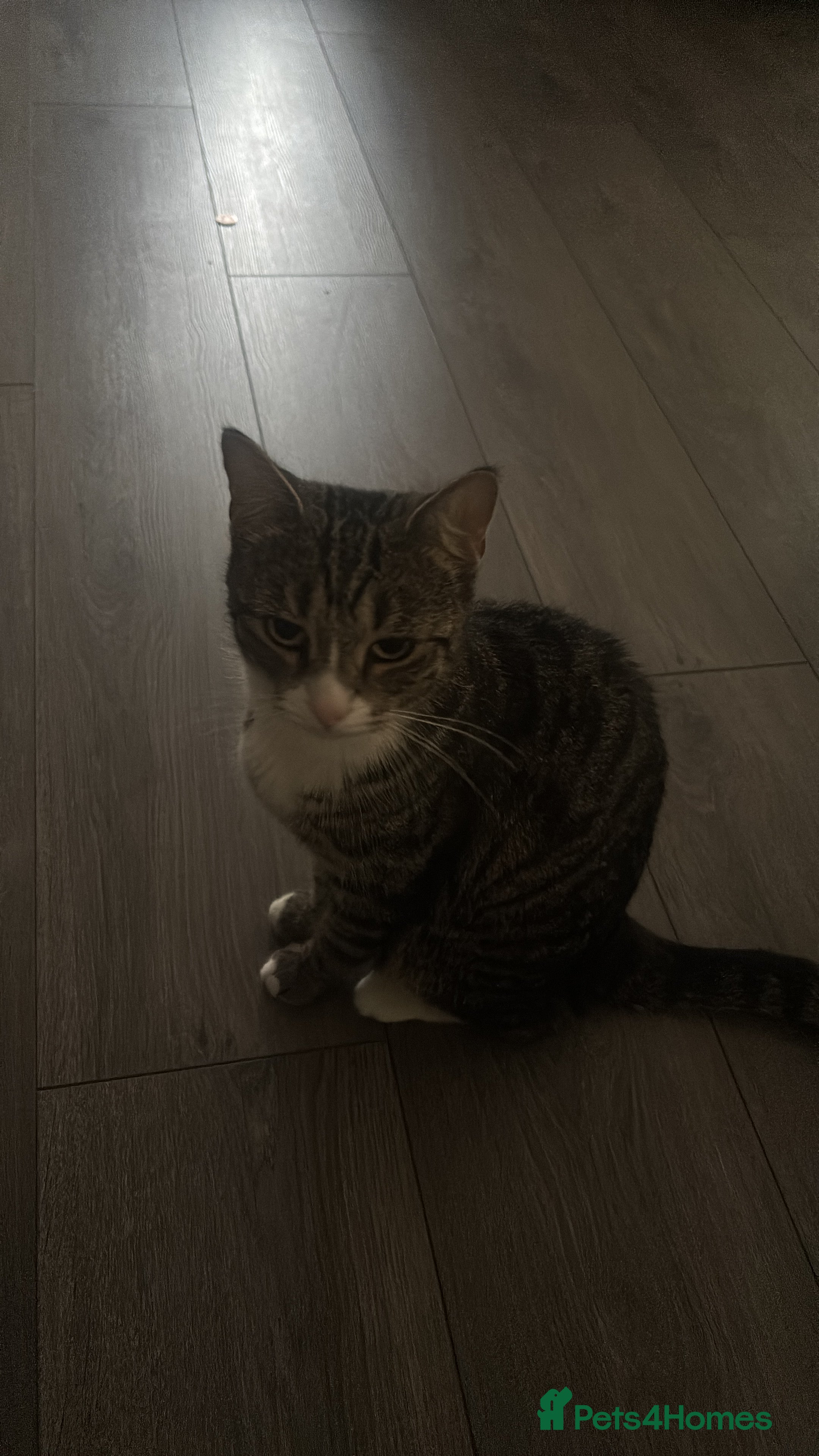 Bengal cats American Shorthair cat - Advert 14