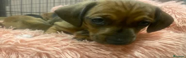 Miniature Dachshund Puppy 5
