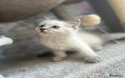 Ragdoll cats for sale: Ragdolls last male lynx  - Image 12