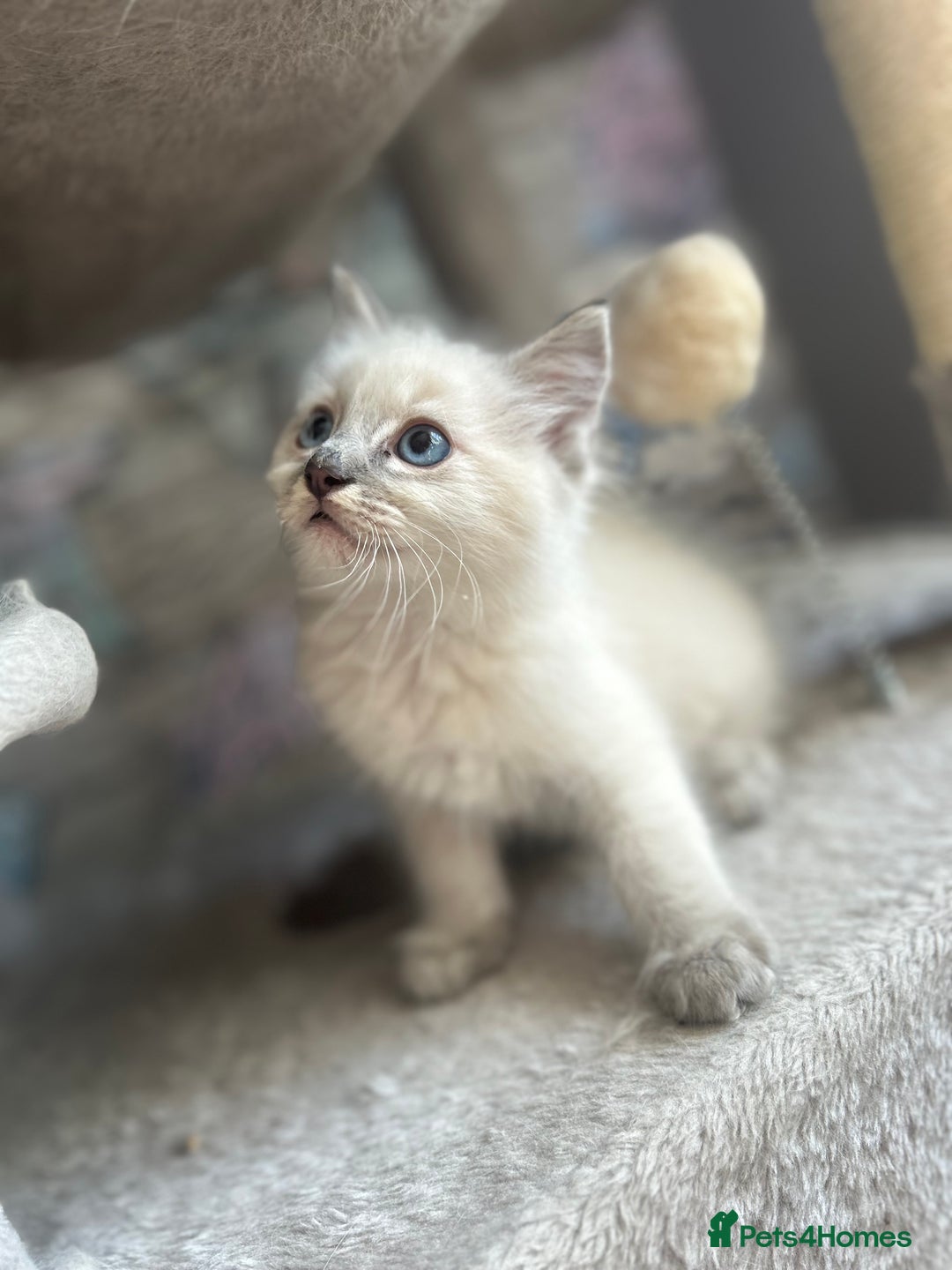 Ragdoll cats for sale: Ragdolls last male lynx  - Image 12