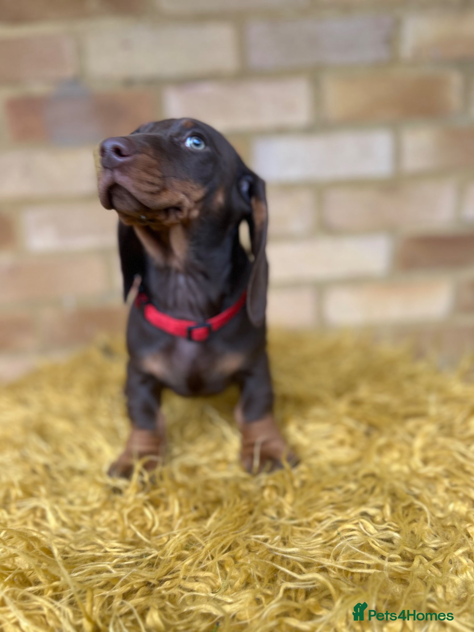 Dachshund dogs for sale: Only ONE Girl left Standard dachshund - Advert 5