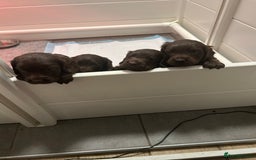 Cocker Spaniel dogs for sale: KC Registered Working Cocker Spaniels  - Image 1